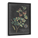 Dramático Royal Botanical Iv - George Ehret | Cuadro decorativo de Canvas Lab