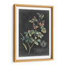 Dramático Royal Botanical Iv - George Ehret | Cuadro decorativo de Canvas Lab