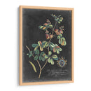 Dramático Royal Botanical Iv - George Ehret | Cuadro decorativo de Canvas Lab