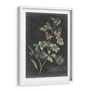 Dramático Royal Botanical Iv - George Ehret | Cuadro decorativo de Canvas Lab