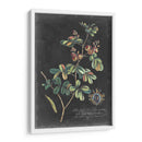 Dramático Royal Botanical Iv - George Ehret | Cuadro decorativo de Canvas Lab
