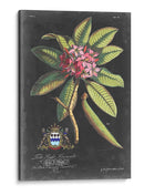 Dramático Royal Botanical V - George Ehret | Cuadro decorativo de Canvas Lab
