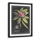 Dramático Royal Botanical V - George Ehret | Cuadro decorativo de Canvas Lab
