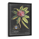 Dramático Royal Botanical V - George Ehret | Cuadro decorativo de Canvas Lab