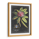 Dramático Royal Botanical V - George Ehret | Cuadro decorativo de Canvas Lab