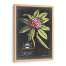 Dramático Royal Botanical V - George Ehret | Cuadro decorativo de Canvas Lab