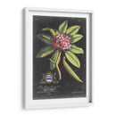 Dramático Royal Botanical V - George Ehret | Cuadro decorativo de Canvas Lab