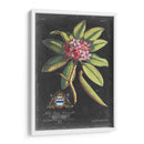 Dramático Royal Botanical V - George Ehret | Cuadro decorativo de Canvas Lab