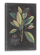 Dramático Royal Botanical Vi - George Ehret | Cuadro decorativo de Canvas Lab