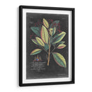 Dramático Royal Botanical Vi - George Ehret | Cuadro decorativo de Canvas Lab