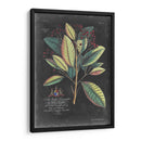 Dramático Royal Botanical Vi - George Ehret | Cuadro decorativo de Canvas Lab