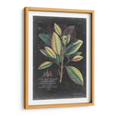 Dramático Royal Botanical Vi - George Ehret | Cuadro decorativo de Canvas Lab