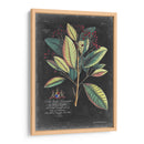 Dramático Royal Botanical Vi - George Ehret | Cuadro decorativo de Canvas Lab