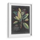 Dramático Royal Botanical Vi - George Ehret | Cuadro decorativo de Canvas Lab