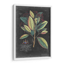 Dramático Royal Botanical Vi - George Ehret | Cuadro decorativo de Canvas Lab