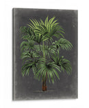 Palm Dramatic I - Vision Studio | Cuadro decorativo de Canvas Lab