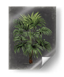 Palm Dramatic I - Vision Studio | Cuadro decorativo de Canvas Lab