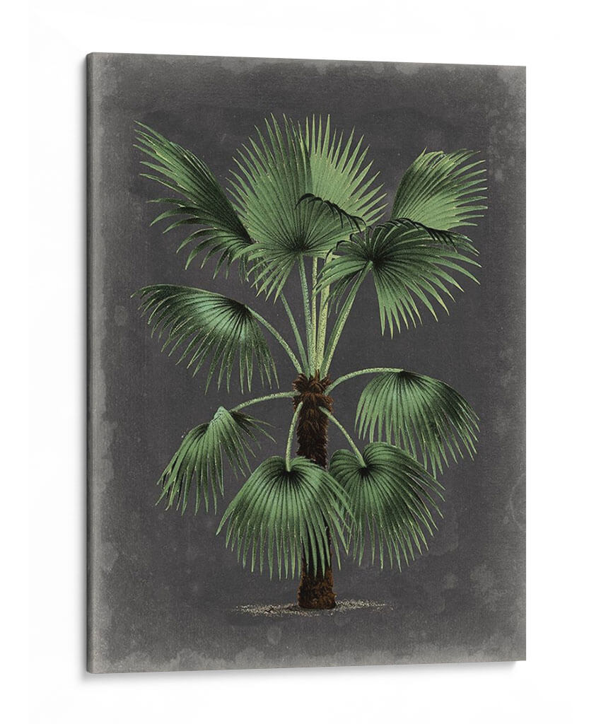 Dramático Palm Ii - Vision Studio | Cuadro decorativo de Canvas Lab