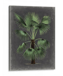 Dramático Palm Ii - Vision Studio | Cuadro decorativo de Canvas Lab