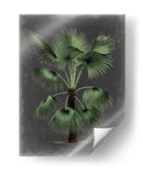 Dramático Palm Ii - Vision Studio | Cuadro decorativo de Canvas Lab