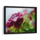 Glorioso En Rojo I - Gillian Hunt | Cuadro decorativo de Canvas Lab