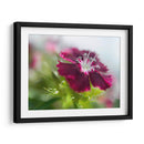 Glorioso En Rojo Ii - Gillian Hunt | Cuadro decorativo de Canvas Lab