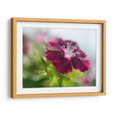 Glorioso En Rojo Ii - Gillian Hunt | Cuadro decorativo de Canvas Lab