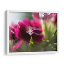 Glorioso En Rojo Iv - Gillian Hunt | Cuadro decorativo de Canvas Lab