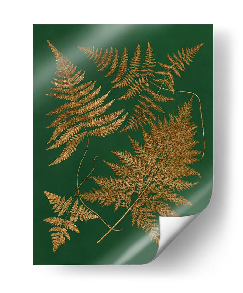 Gild Ferns Ii - Vision Studio | Cuadro decorativo de Canvas Lab