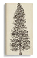 Bosquejo Del Árbol Del Noroeste Del Pacífico I - Melissa Wang | Cuadro decorativo de Canvas Lab