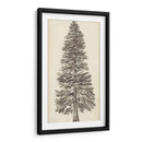 Bosquejo Del Árbol Del Noroeste Del Pacífico I - Melissa Wang | Cuadro decorativo de Canvas Lab