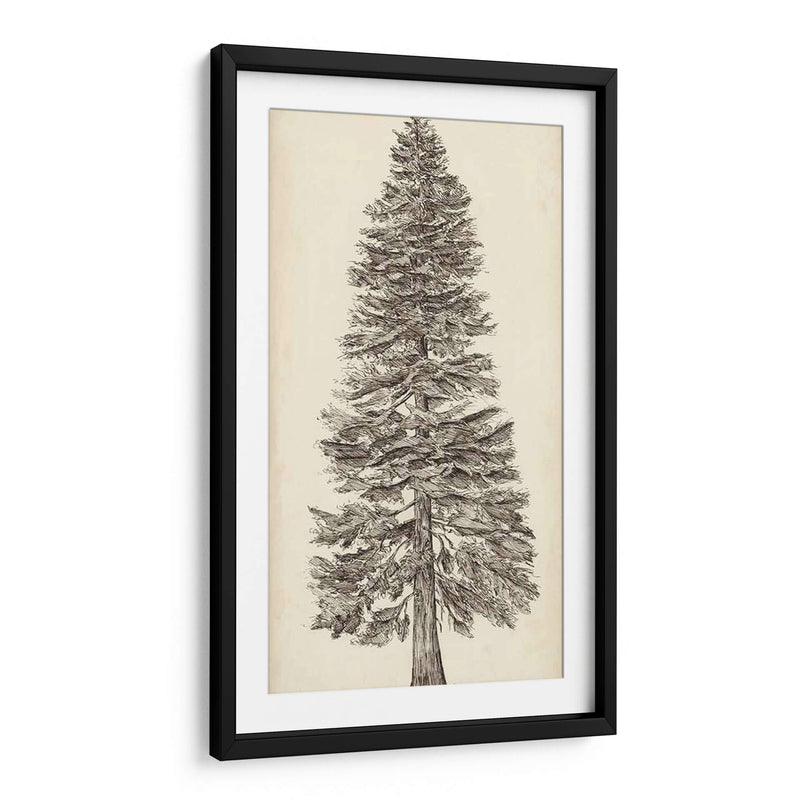 Bosquejo Del Árbol Del Noroeste Del Pacífico I - Melissa Wang | Cuadro decorativo de Canvas Lab