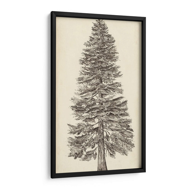 Bosquejo Del Árbol Del Noroeste Del Pacífico I - Melissa Wang | Cuadro decorativo de Canvas Lab