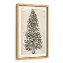 Bosquejo Del Árbol Del Noroeste Del Pacífico I - Melissa Wang | Cuadro decorativo de Canvas Lab