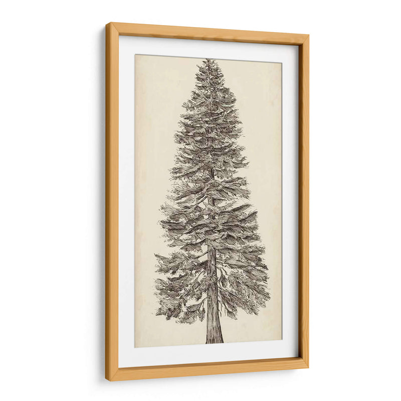 Bosquejo Del Árbol Del Noroeste Del Pacífico I - Melissa Wang | Cuadro decorativo de Canvas Lab