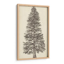 Bosquejo Del Árbol Del Noroeste Del Pacífico I - Melissa Wang | Cuadro decorativo de Canvas Lab