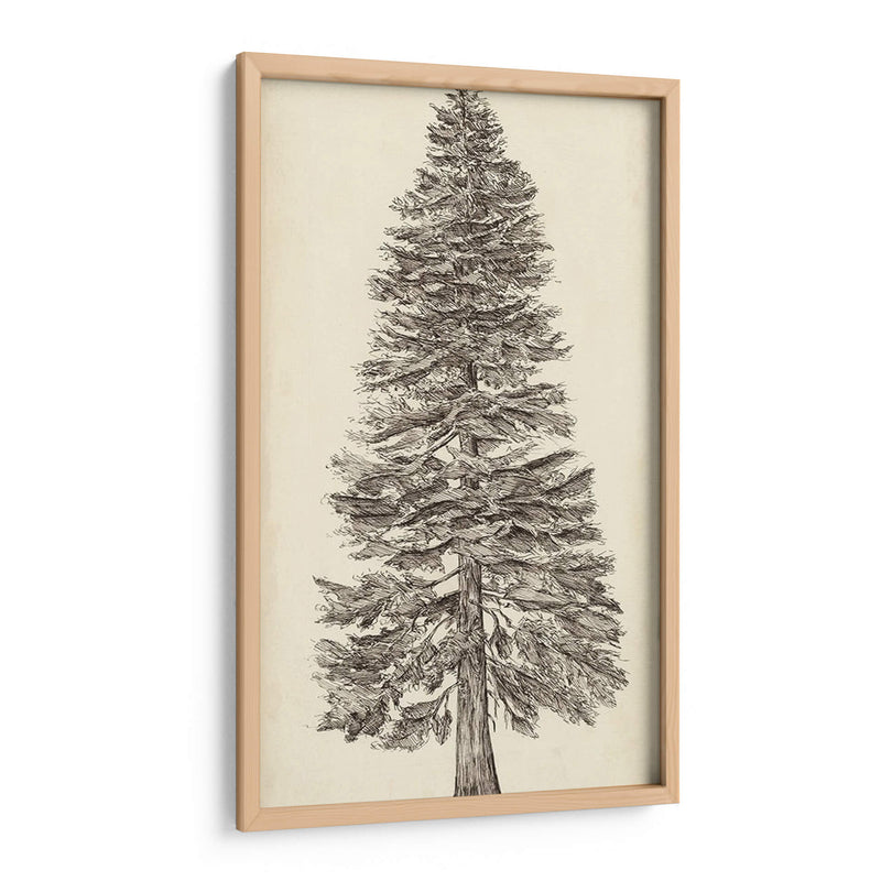 Bosquejo Del Árbol Del Noroeste Del Pacífico I - Melissa Wang | Cuadro decorativo de Canvas Lab