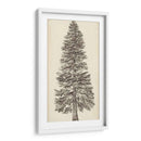 Bosquejo Del Árbol Del Noroeste Del Pacífico I - Melissa Wang | Cuadro decorativo de Canvas Lab