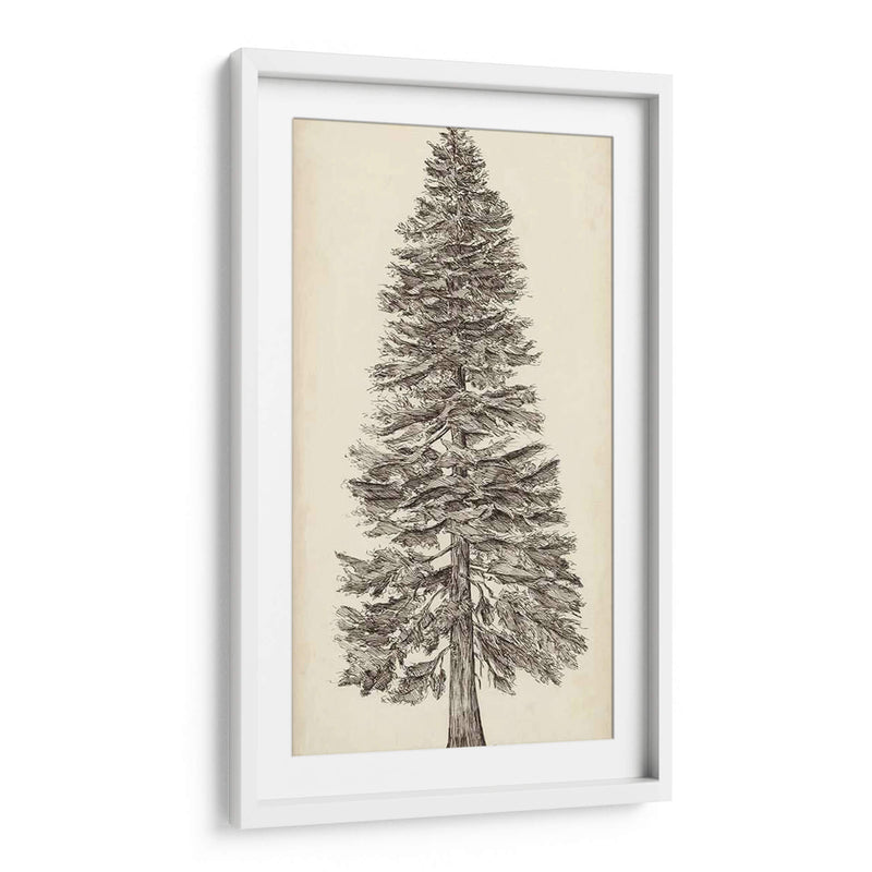 Bosquejo Del Árbol Del Noroeste Del Pacífico I - Melissa Wang | Cuadro decorativo de Canvas Lab