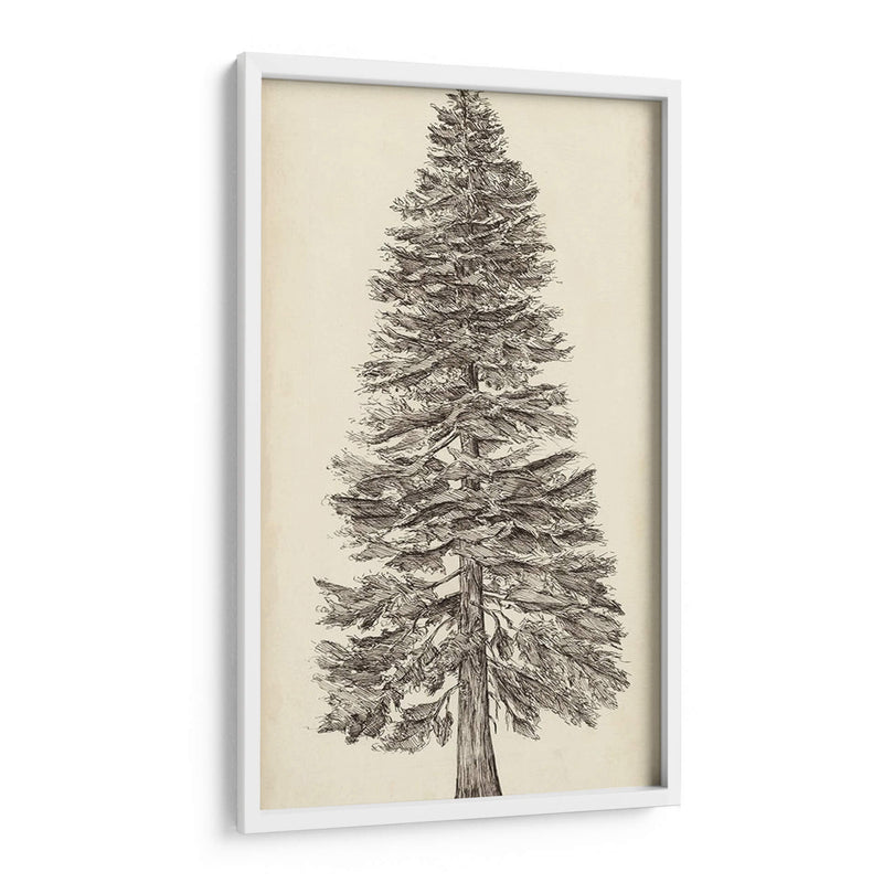 Bosquejo Del Árbol Del Noroeste Del Pacífico I - Melissa Wang | Cuadro decorativo de Canvas Lab