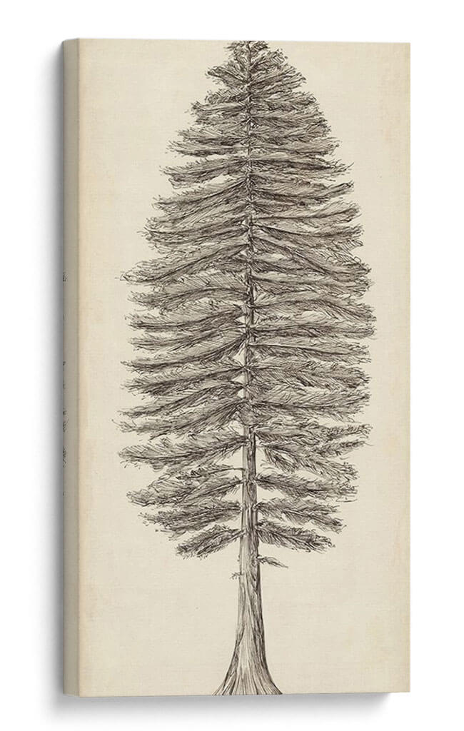 Bosquejo Del Árbol Del Noroeste Del Pacífico Ii - Melissa Wang | Cuadro decorativo de Canvas Lab