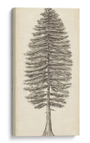 Bosquejo Del Árbol Del Noroeste Del Pacífico Ii - Melissa Wang | Cuadro decorativo de Canvas Lab