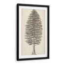 Bosquejo Del Árbol Del Noroeste Del Pacífico Ii - Melissa Wang | Cuadro decorativo de Canvas Lab