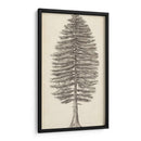 Bosquejo Del Árbol Del Noroeste Del Pacífico Ii - Melissa Wang | Cuadro decorativo de Canvas Lab