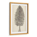 Bosquejo Del Árbol Del Noroeste Del Pacífico Ii - Melissa Wang | Cuadro decorativo de Canvas Lab
