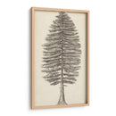 Bosquejo Del Árbol Del Noroeste Del Pacífico Ii - Melissa Wang | Cuadro decorativo de Canvas Lab