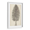 Bosquejo Del Árbol Del Noroeste Del Pacífico Ii - Melissa Wang | Cuadro decorativo de Canvas Lab