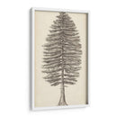 Bosquejo Del Árbol Del Noroeste Del Pacífico Ii - Melissa Wang | Cuadro decorativo de Canvas Lab