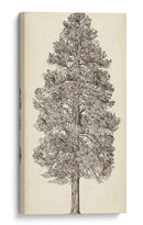 Bosquejo Del Árbol Del Noroeste Del Pacífico Iii - Melissa Wang | Cuadro decorativo de Canvas Lab