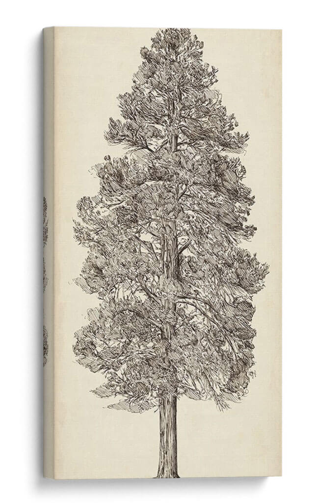 Bosquejo Del Árbol Del Noroeste Del Pacífico Iii - Melissa Wang | Cuadro decorativo de Canvas Lab
